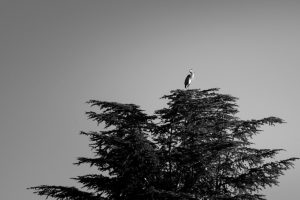 carl robinette poem for god or deities or something else you want it to be