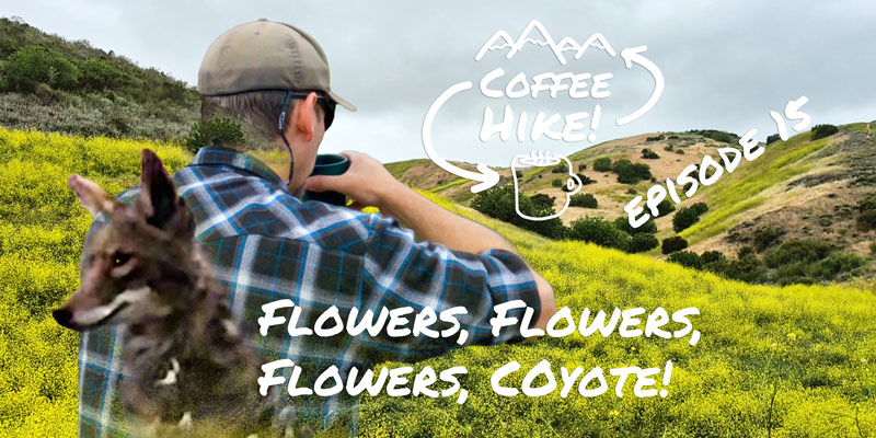 Coffee Hike 15 – Flowers, Flowers, Flowers,&nbsp;Coyote
